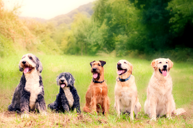 Canine Epilepsy Explained
