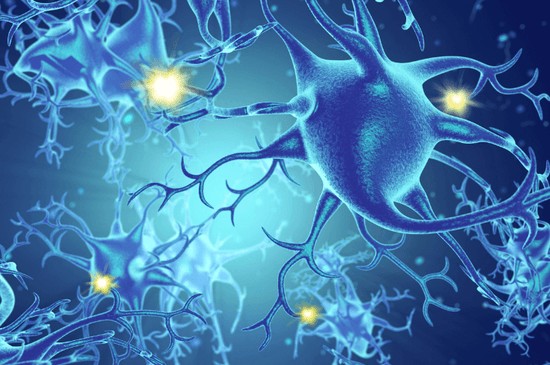 The Endocannabinoid System (ECS) Explained