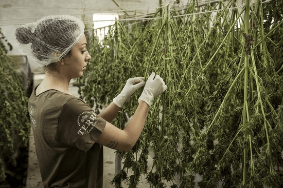 How is CBD actually made?