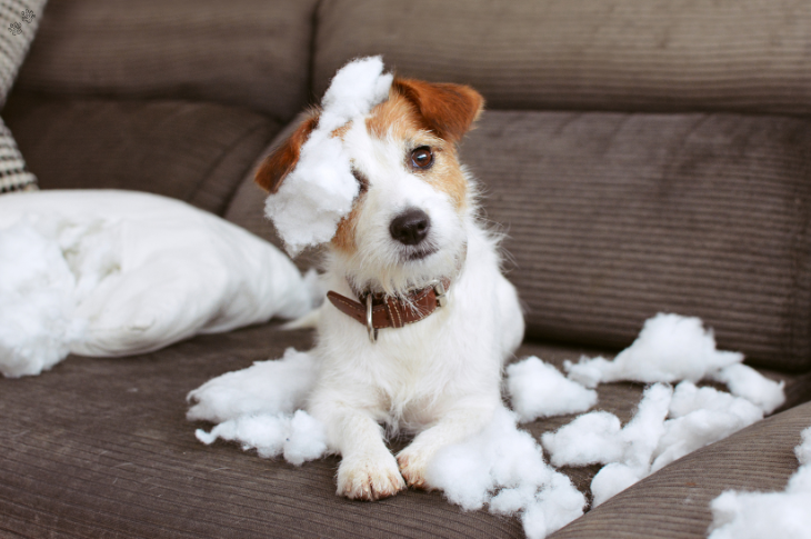 What Does Separation Anxiety Look Like in Dogs: A Deep Dive