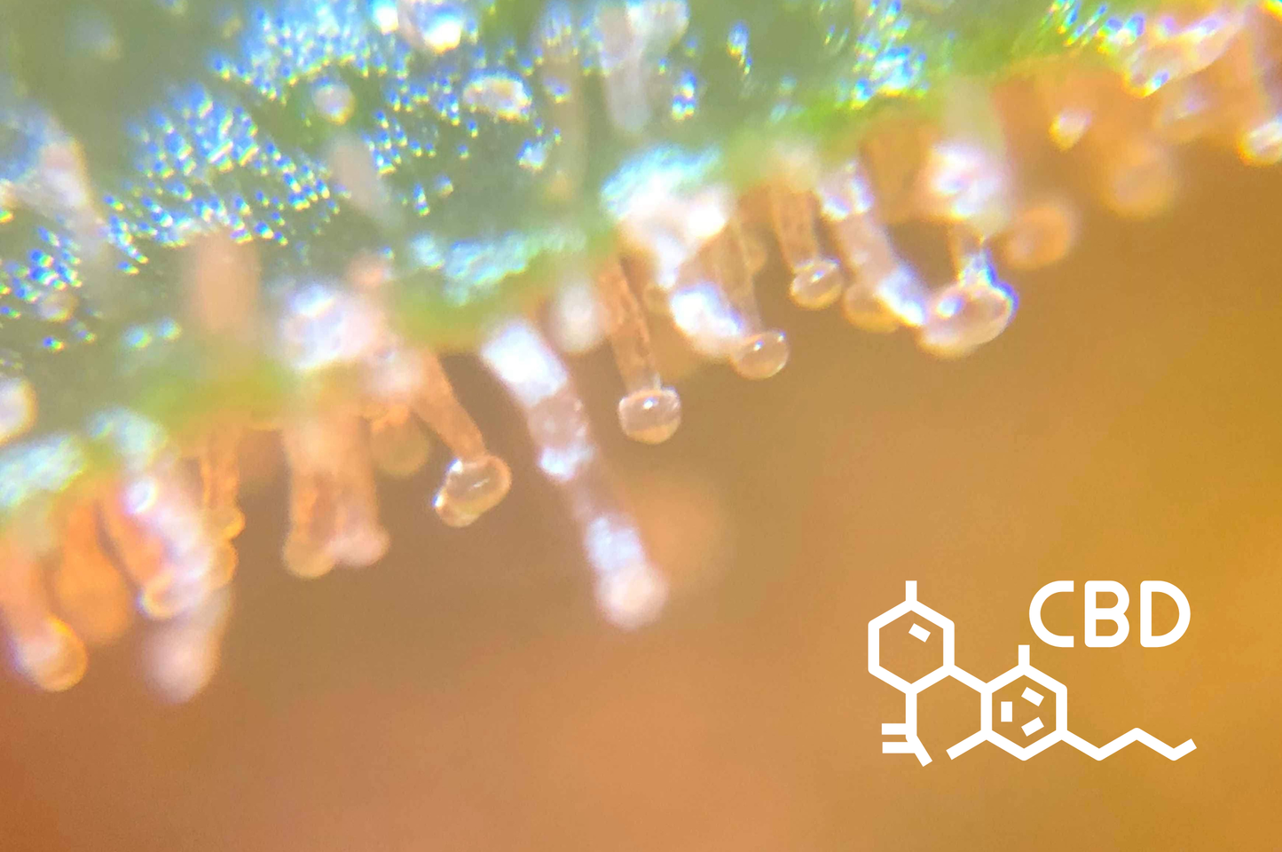 Trichomes: The Tiny Structures Behind CBD Products